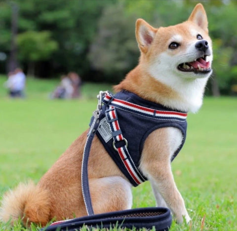 Collars, Harnesses & Leads