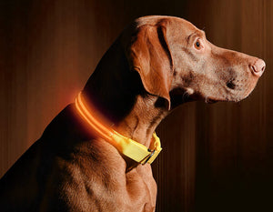 Waterproof USB Rechargeable Collar LED Flashing Light Up