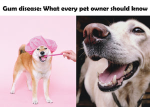 Gum disease: What every pet owner should know