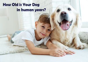 How Old is Your Dog in human years?