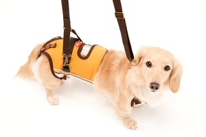 Small dogs and Dachshund | Yellow & Brown Multi-Stripe